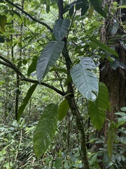Philodendron lingulatum