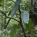 Philodendron lingulatum - Photo (c) Steve Maldonado Silvestrini,  זכויות יוצרים חלקיות (CC BY-NC), הועלה על ידי Steve Maldonado Silvestrini