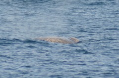 Berardius bairdii