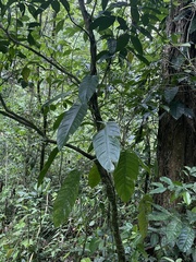 Philodendron lingulatum