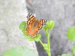 Vanessa annabella