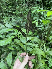 Mickelia pergamentacea