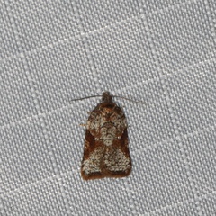 Acleris macdunnoughi