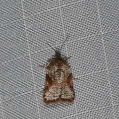 Acleris macdunnoughi
