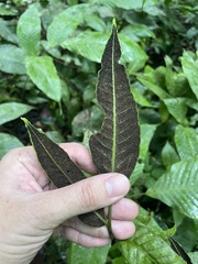 Mickelia pergamentacea