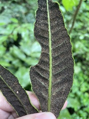 Mickelia pergamentacea