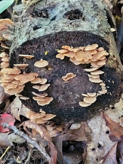 Fungi