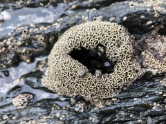 Lithophyllum byssoides