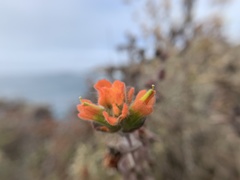 Castilleja latifolia