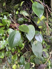Peperomia distachyos