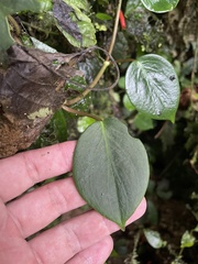 Peperomia distachyos