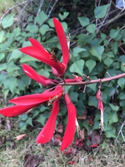 Erythrina × bidwillii