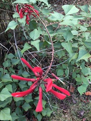 Erythrina × bidwillii