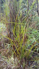 Schizachyrium condensatum