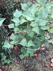 Erythrina × bidwillii