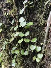 Peperomia serpens