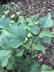 Erythrina × bidwillii