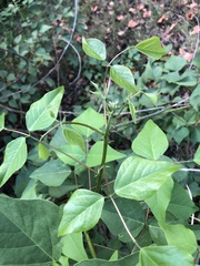 Erythrina × bidwillii