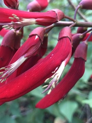 Erythrina × bidwillii