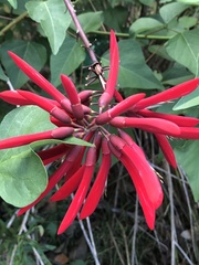 Erythrina × bidwillii