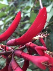 Erythrina × bidwillii