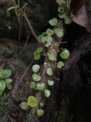 Peperomia serpens
