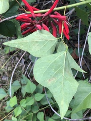 Erythrina × bidwillii