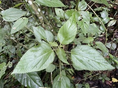 Acalypha bisetosa