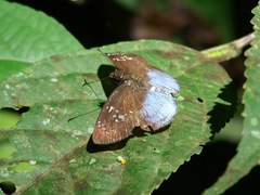 Pythonides grandis
