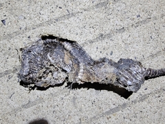 Elaphe schrenckii