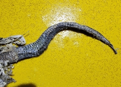 Elaphe schrenckii