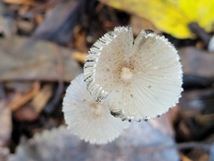 Coprinopsis lagopus