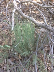 Chaetopappa ericoides