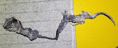 Elaphe schrenckii