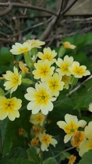 Primula × polyantha