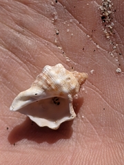 Neorapana tuberculata