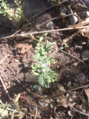 Glandularia quadrangulata