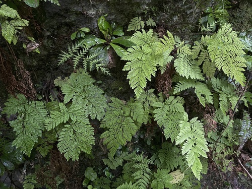 Ctenitis hirta var. portoricana