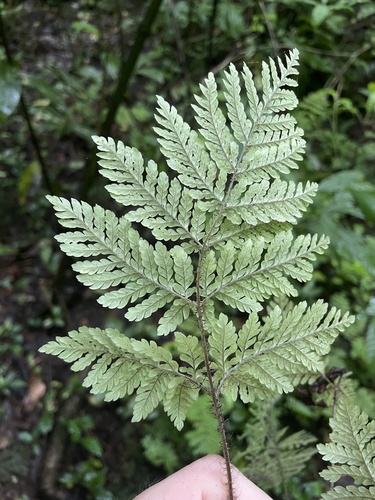 Ctenitis hirta