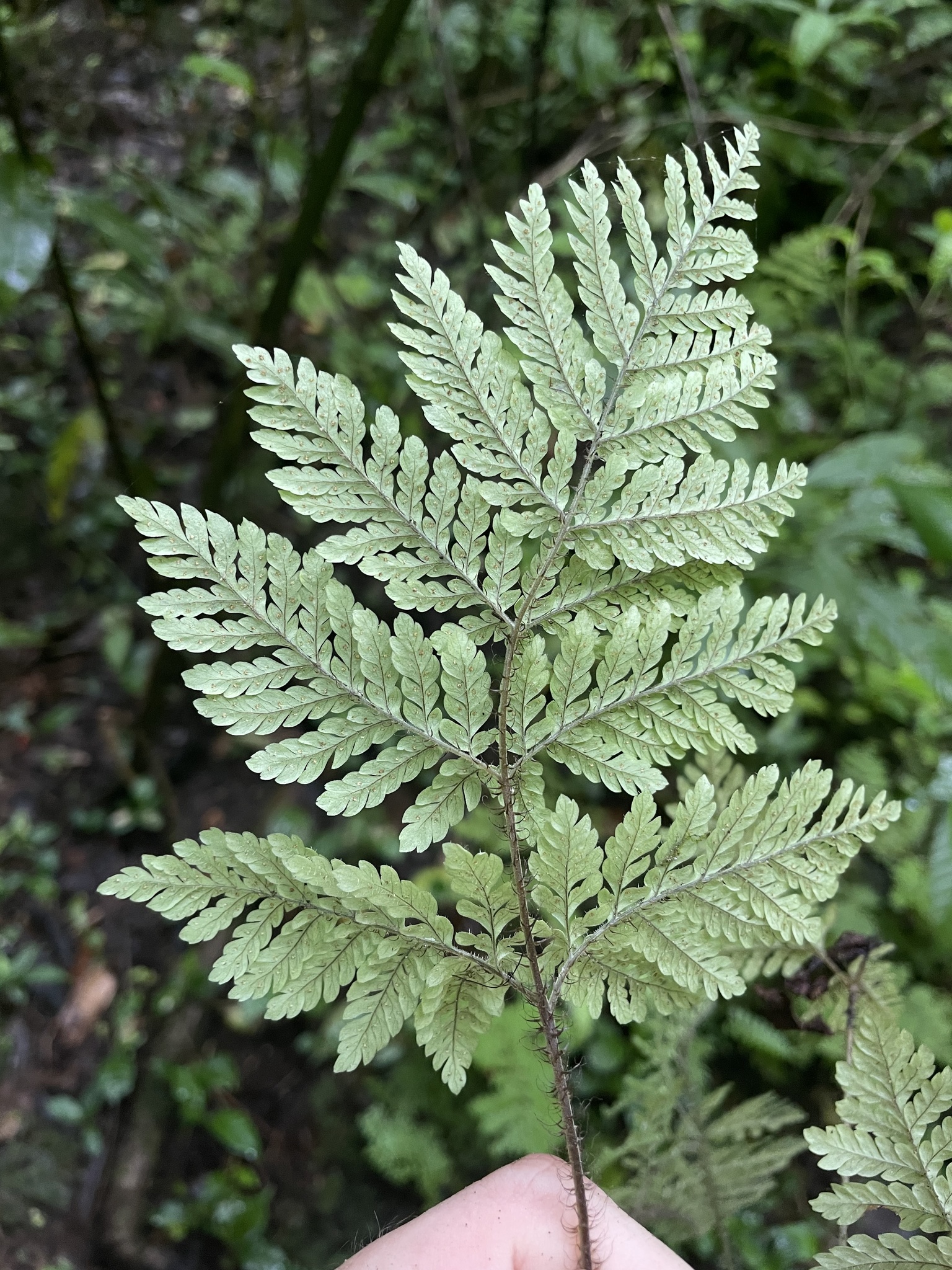 Ctenitis hirta