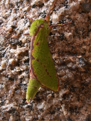 Aenetus blackburnii