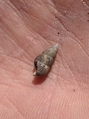 Liocerithium judithae