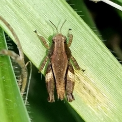 Batrachideini