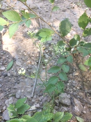 Spermolepis echinata