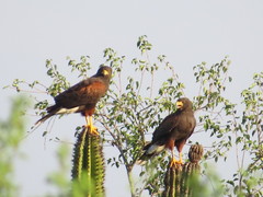 Parabuteo unicinctus