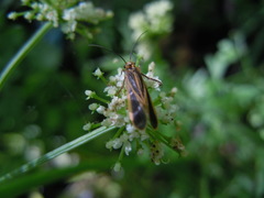Chimarra marginata