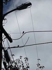 Baeolophus inornatus