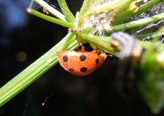 Henosepilachna argus