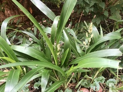 Sorghinae