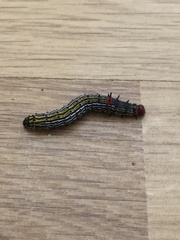 Oedemasia concinna